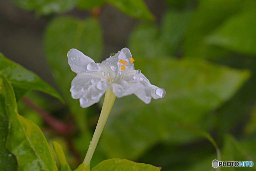 涙雨だからこそ白く輝く　（オシロイバナ）