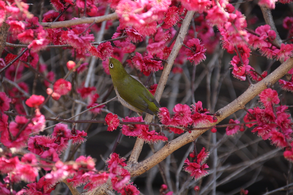 花が咲いたら　我蜜を吸う