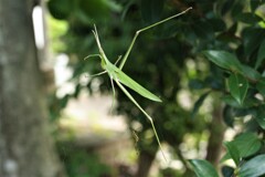 伸びやかな肢体