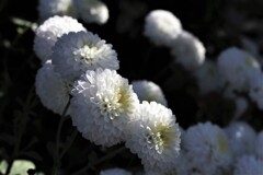 白い花は静かに眺める