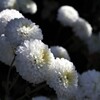 白い花は静かに眺める