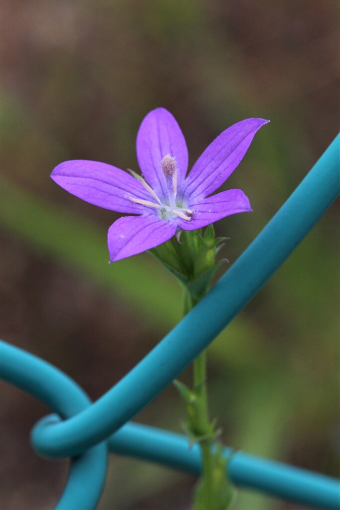 頸木あれども　花は咲く