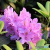 紫色のアクセント（ヘルシンキの花　１）
