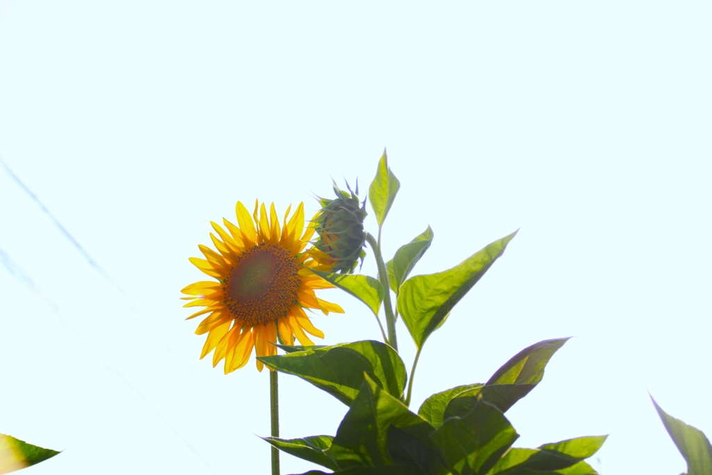 太陽の代理人