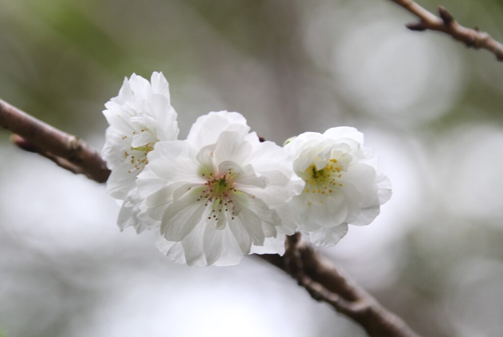 来春まで何事もなく連れて行って