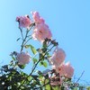 爽やかな朝　（バラ）