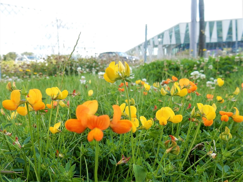 やあ　お疲れさん　（コペンハーゲン　ベラセンターの芝生の花）