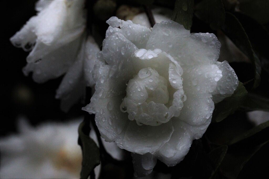 冬雨　花を磨く