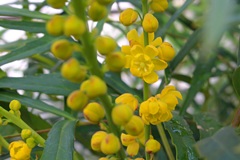 黄水晶が零れ落ちる