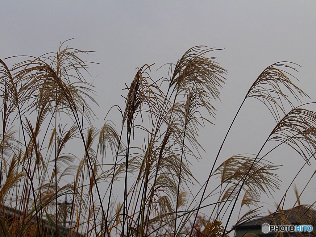 ごめん　雨になっちゃったね　（ススキ　４）