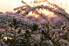 夕陽を呑み込むユキヤナギの波