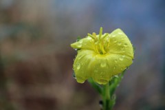 秋雨に　　（マツヨイグサ）