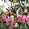 僕は紫の星になるんだ　（ムクゲ）