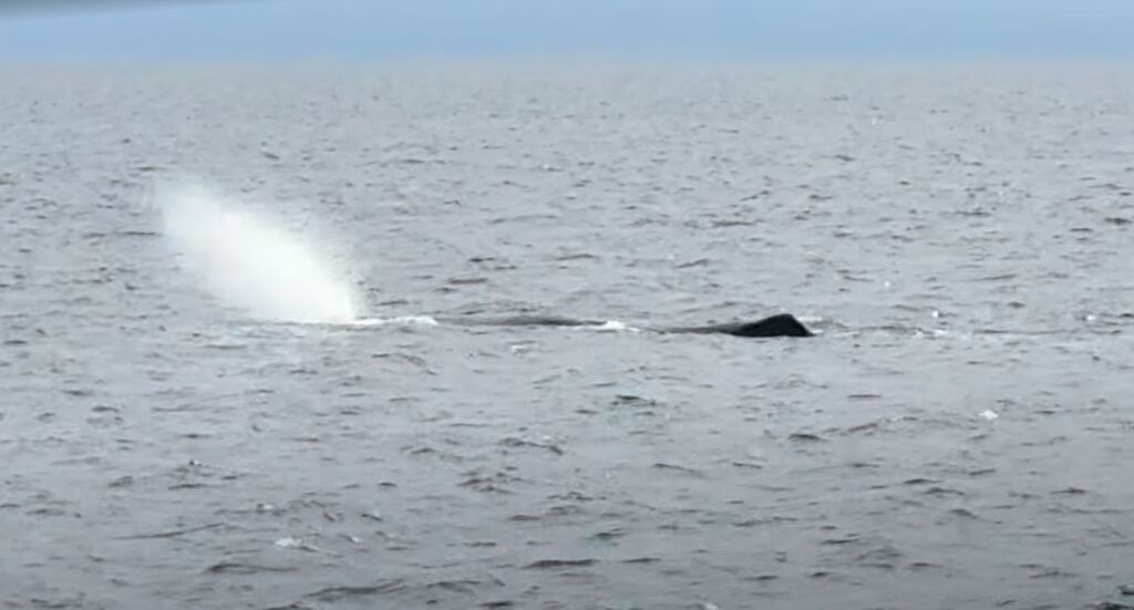 マッコウクジラの潮吹き
