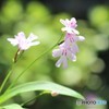 お隣さんの宝物　（イワチドリ）