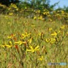 法面も花盛り　（ニガナ）