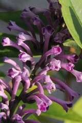 トウフジウツギの花が蠢く
