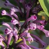 トウフジウツギの花が蠢く
