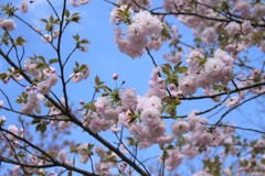 白は気高く　（八重桜）