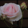 壁の花