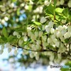 千の鐘がなるところ（ドウダンツツジ）