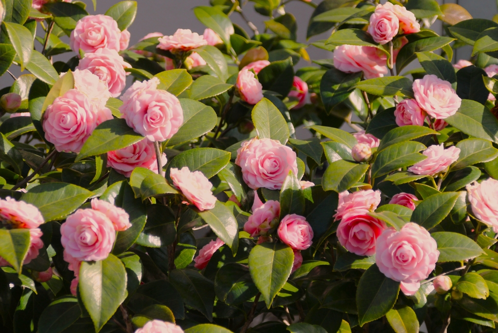 我が家の花自慢