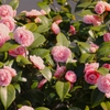 我が家の花自慢