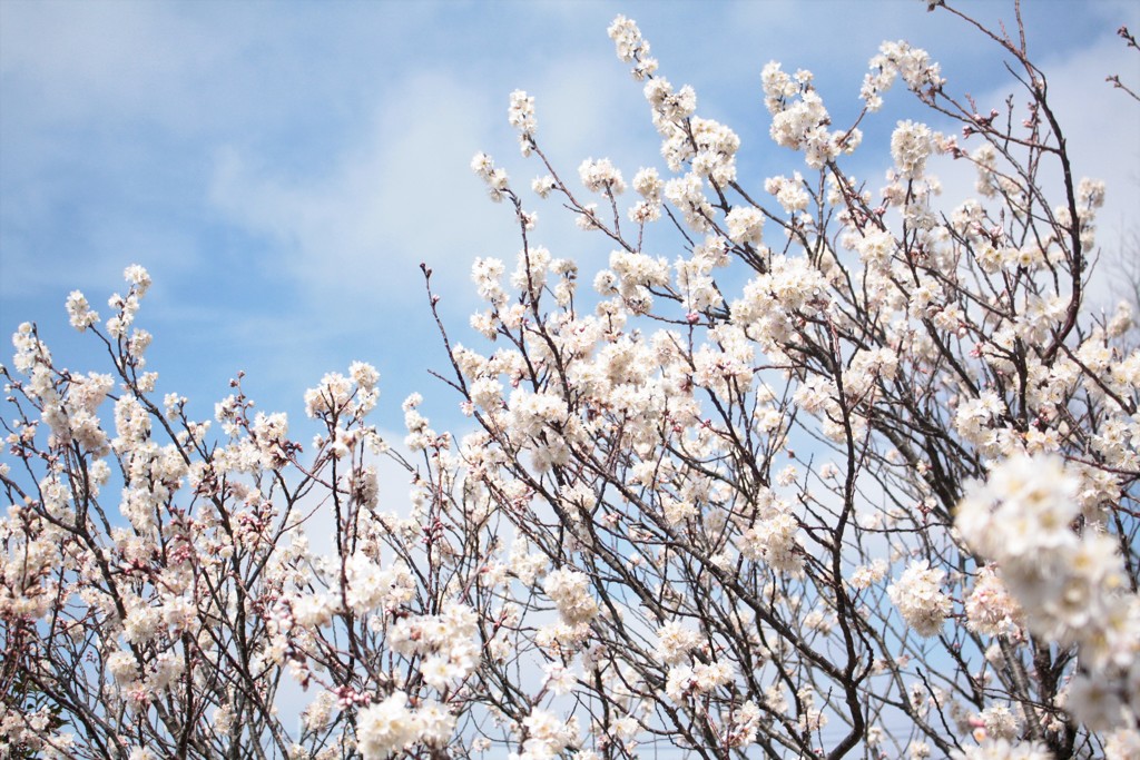 花　空へと突き上げる