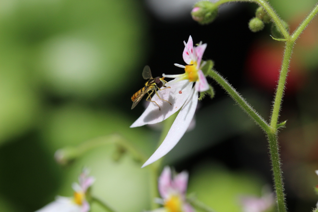 ひとがたの花の気がかり