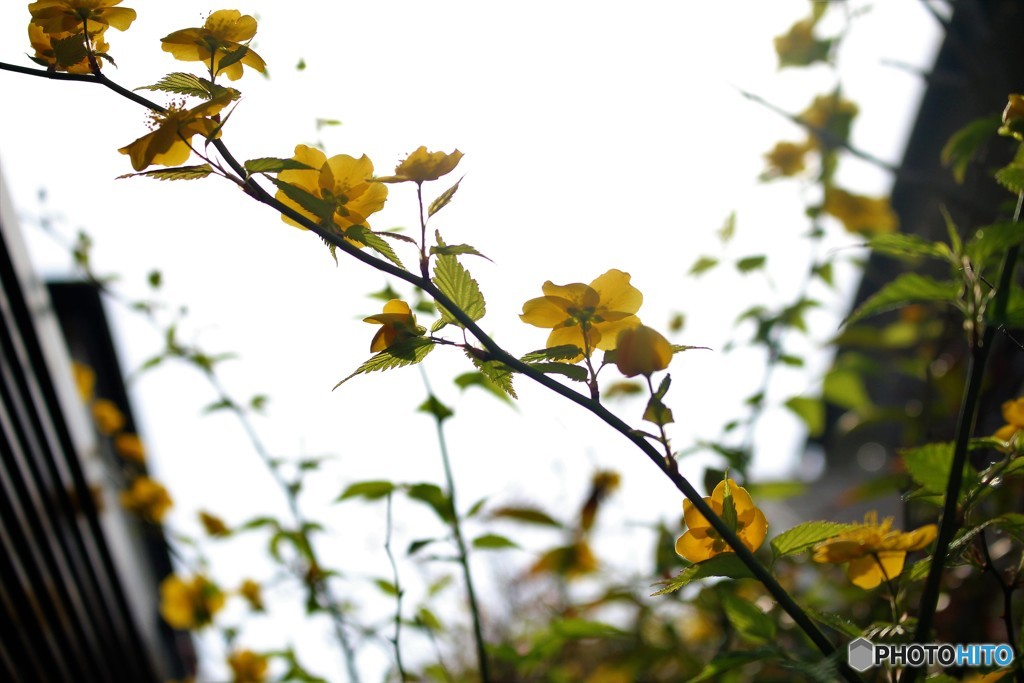 垣根の向こうのヤマブキ
