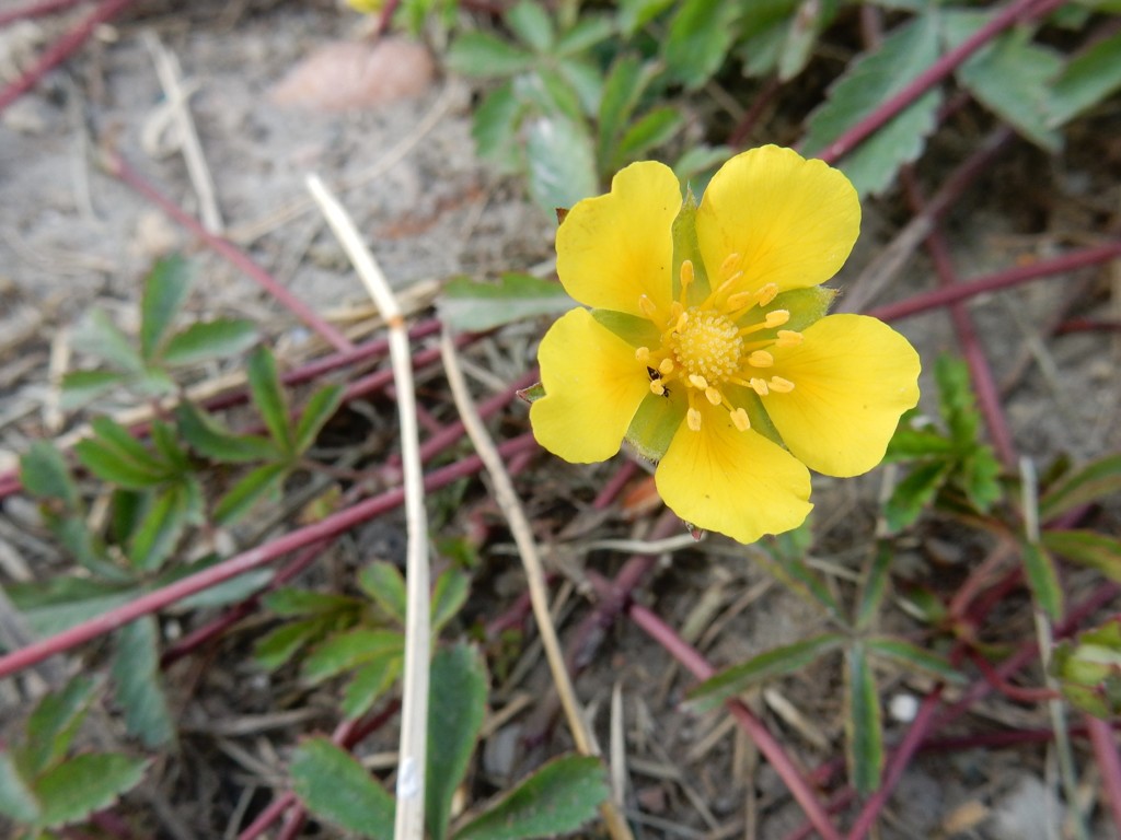 頑張れって足元からの声　－　スベリヒユ　（コペンハーゲンの野原の花）