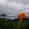 対馬海峡波高し