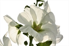 背高のっぽの白い花
