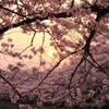 サクラに抱かれる夕陽　