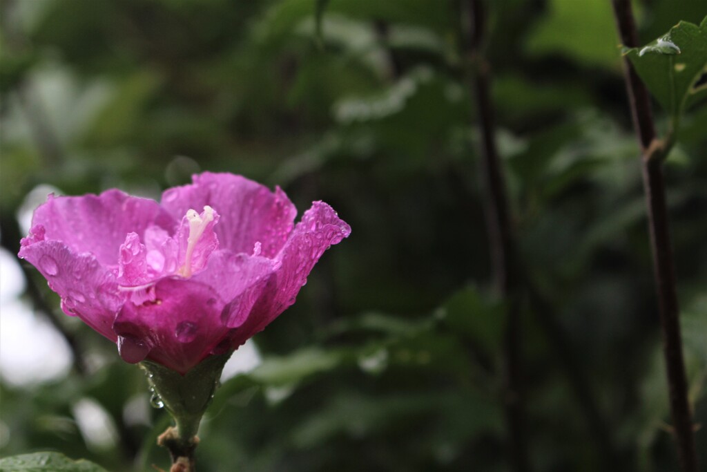秋雨降る