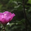 秋雨降る