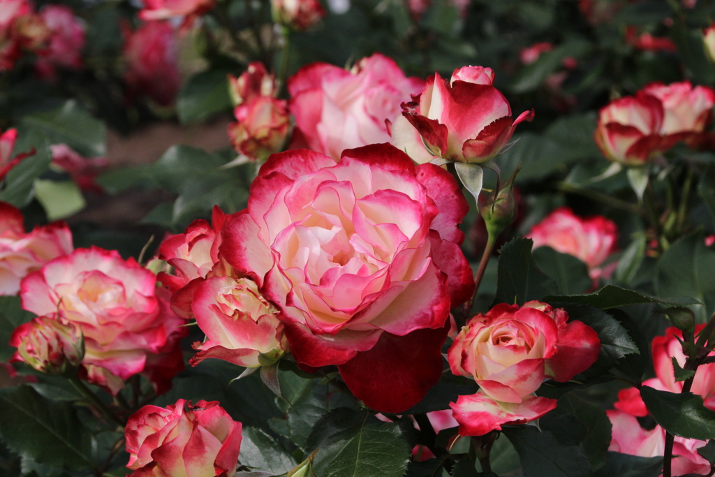 子沢山に見える赤薔薇