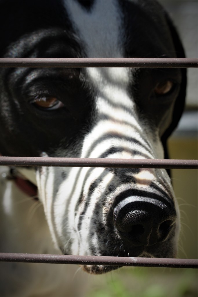 ボクはシマ犬