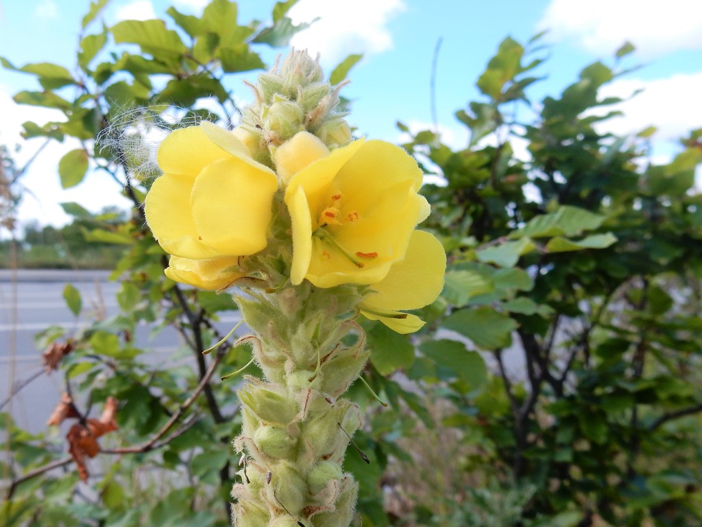 小さな旅の終わりの道標　（コペンハーゲンの野原の花）