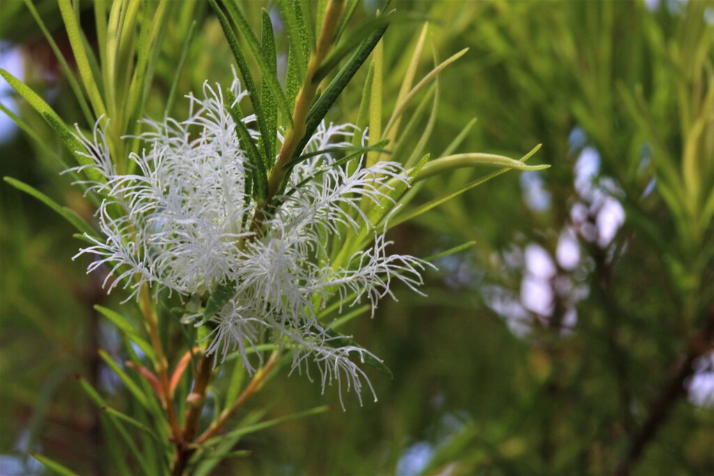 梅雨晴れの仕掛け花火