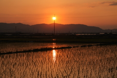 夕日のかんざし