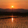 夕日のかんざし