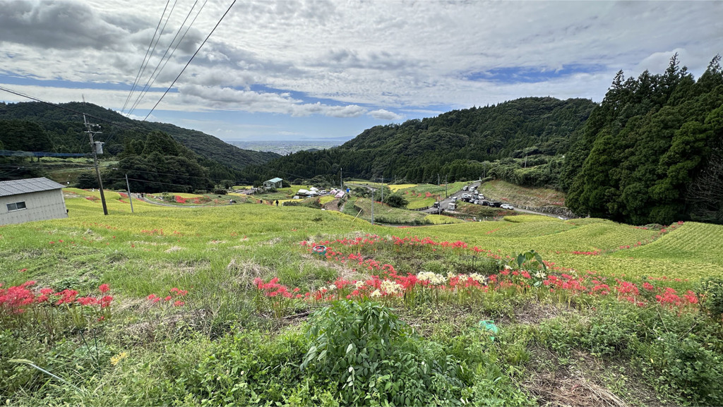 江里山の彼岸花 (7)