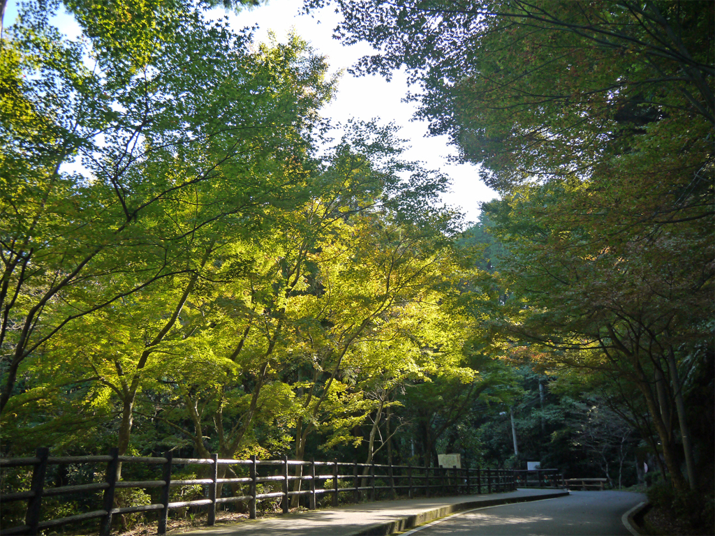 油山市民の森①