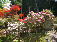 長安寺・石楠花と歌碑