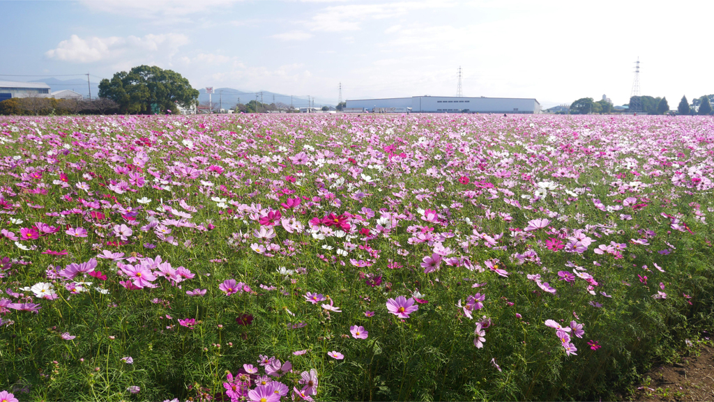 キリン花園のコスモス＠2023 (1)