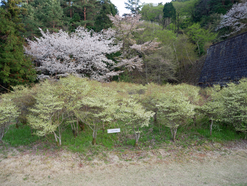 別子銅山・東平ゾーン (8)