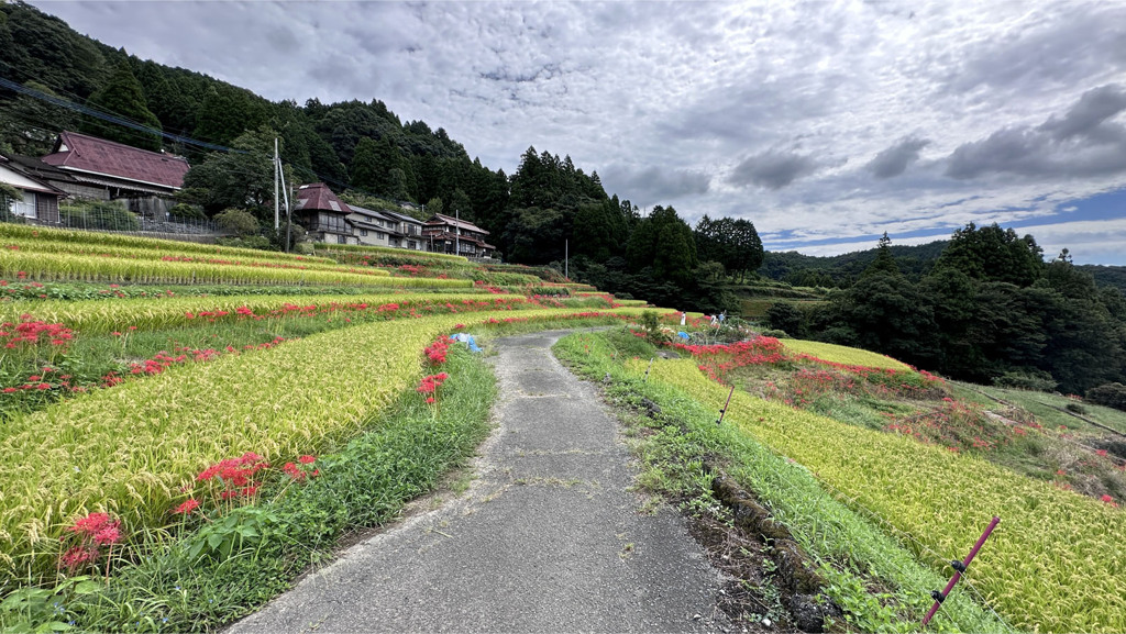 江里山の彼岸花 (13)