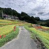 江里山の彼岸花 (13)