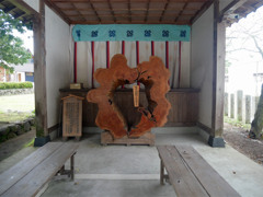 阿蘇神社＠2023 (10) 南郷檜の樹根